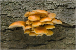 Flammulina velutips 7