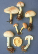 Collybia maculata var scorzonerea Mushroom