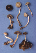 Psilocybe merdaria Mushroom
