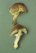 Lepiota aspera 2 Mushroom