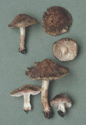 Inocybe jurana2 Mushroom
