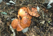 Suillus luteus F Mushroom