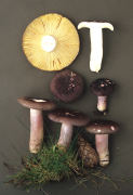 Russula sardonia3 Mushroom