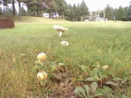 Amanita muscaria var formosa3