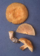 Russula earlei Mushroom