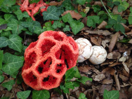 Clathrus ruber