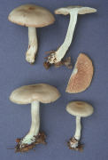 Entoloma griseum2 Mushroom