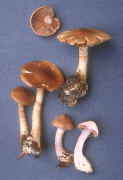 Cortinarius caninus Mushroom
