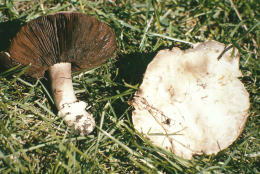 Agaricus bitorquis4