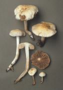 Hebeloma sacchariolens2 Mushroom