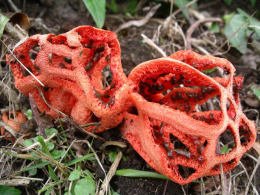 Clathrus ruber