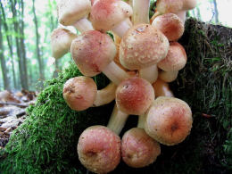 Hypholoma sublateritium3