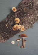 Collybia dryophila2 Mushroom