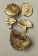 Russula densifolia 3 Mushroom
