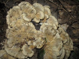 Bjerkandera adusta3