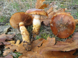 Cortinarius trivialis 3