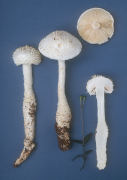 Amanita rhopalopus forma rhopalopus2 Mushroom
