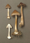 Inocybe napipes Mushroom