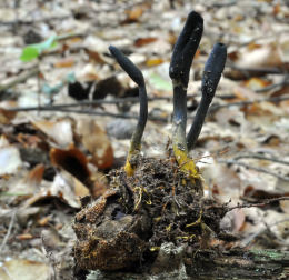 Cordyceps ophioglossoides  5 Mushroom