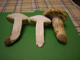 Armillaria ponderosa gills.jpg