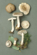 Tricholoma cingulatum Mushroom