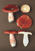 Russula lepida Mushroom