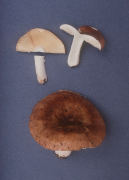 Russula curtipes Mushroom