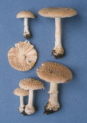 Amanita crenulata Mushroom