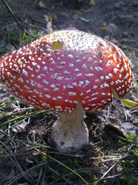 Amanita muscaria 26