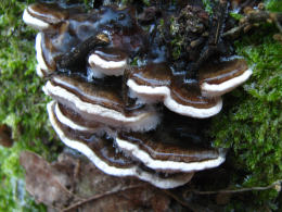 Bjerkandera fumosa2