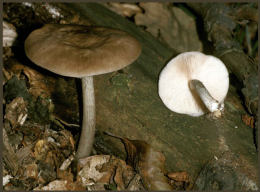 Pluteus cervinus2