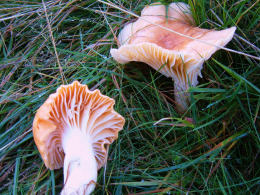 Hygrophorus pratensis