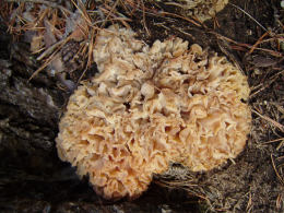 Sparassis crispa3