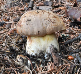 Boletus appendicularis4
