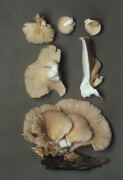 Pleurotus ostreatus3 Mushroom