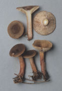 Lactarius hepaticus 2 Mushroom
