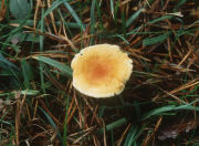 Hygrophoropsis aurantiacaF Mushroom