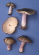Russula sardonia var viridis Mushroom