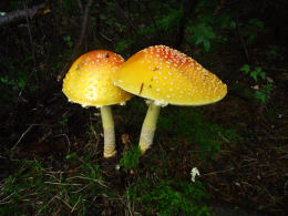 Amanita muscaria 26