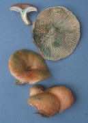 Lactarius chelidonium var chelidonioides Mushroom