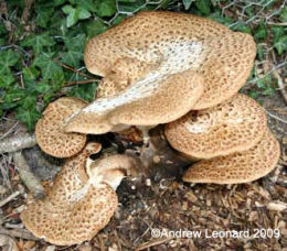 Polyporus squamosus 8