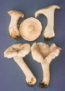 Cantharellus subalbidus Mushroom