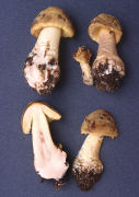 Amanita franchetti4 Mushroom