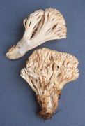 Ramaria velocimutans3 Mushroom