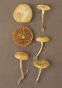 Agrocybe semiorbicularis Mushroom