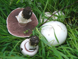 Agaricus campestris7.jpg