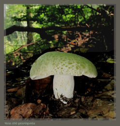 Russula virescens