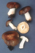 Russula integra2 Mushroom