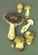 Amanita franchetii 5 Mushroom