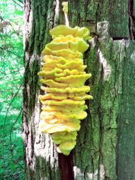 Laetiporus sulphureus   008